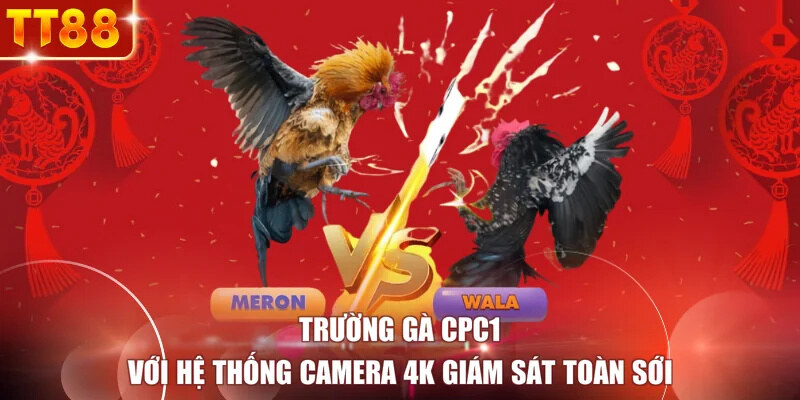 Trường gà CPC1 với hệ thống camera 4K giám sát toàn sới